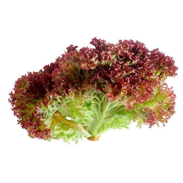 Lechugas Hidropónica Crespa Morada