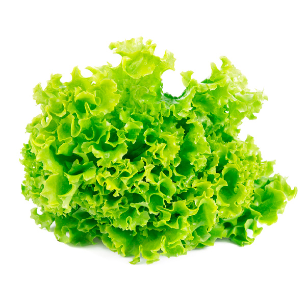 Lechugas Hidropónica Crespa Verde