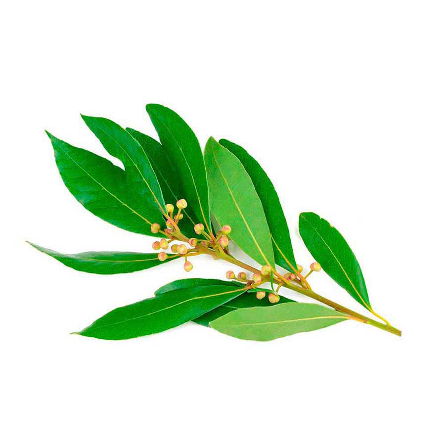 Laurel paq*100gr