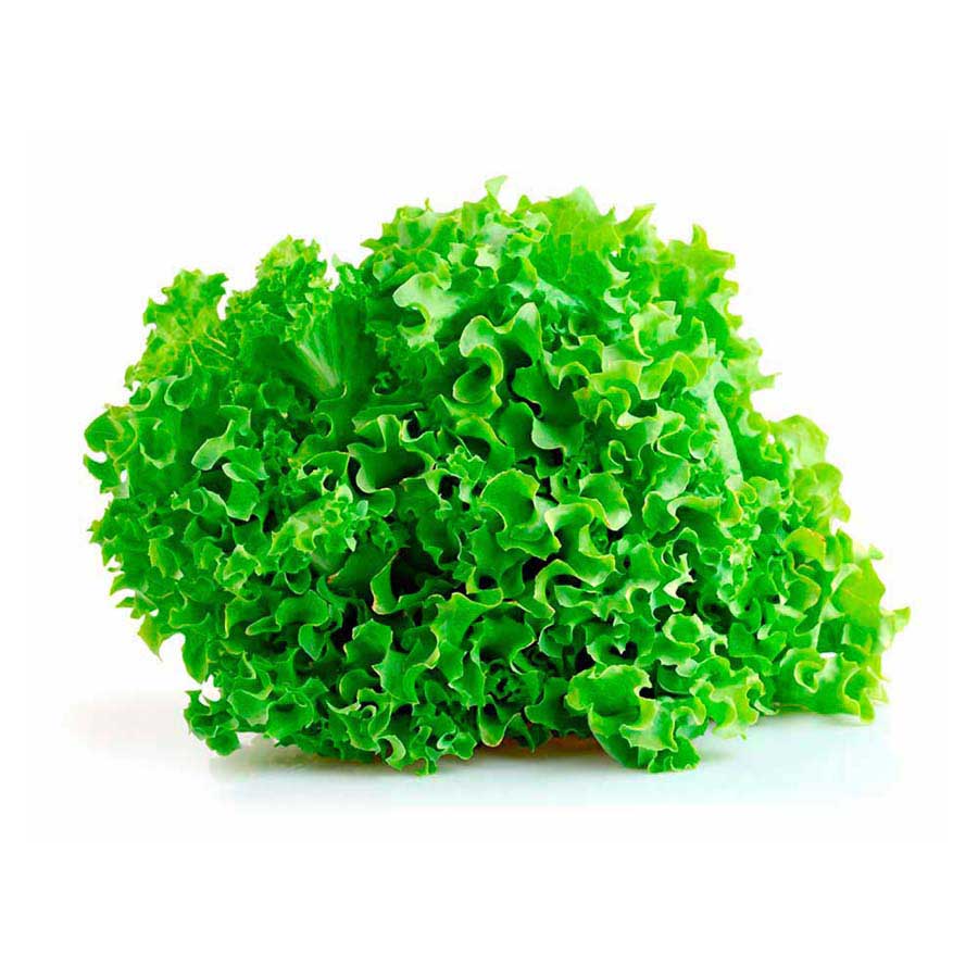 Lechuga crespa Unidad