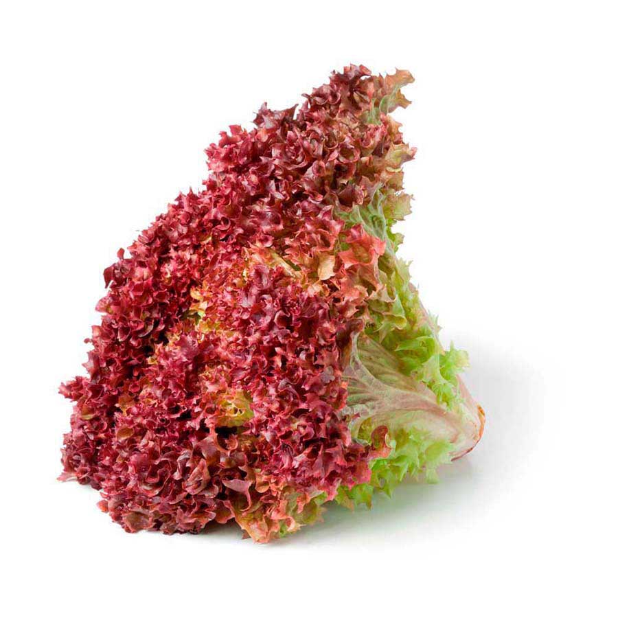 Lechuga Morada Unidad